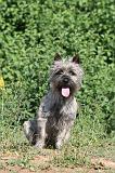 CAIRN TERRIER 005